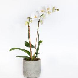 White orchid plant in a gray ceramic pot
