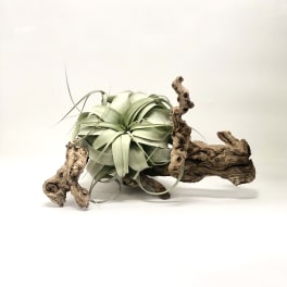 Air plant mounted on a piece of driftwood