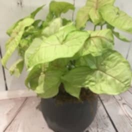 Potted houseplant with large light green leaves in a dark round container