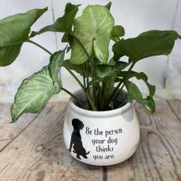 Potted green houseplant in a white ceramic pot with a dog silhouette and quote text