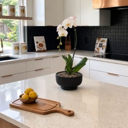 White orchid in a black pot on a kitchen island