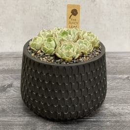 Potted succulent arrangement in a black textured planter