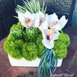 White orchids and green succulents in a white rectangular planter