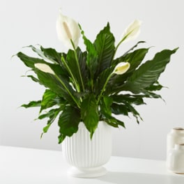 White calla lilies in a white vase with broad green leaves