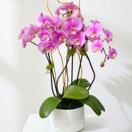 Pink orchids arranged in a white pot with broad green leaves