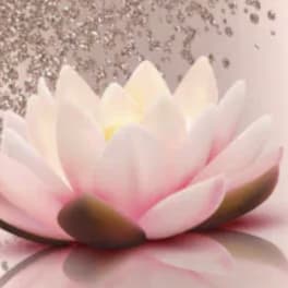 Pink and white lotus flower on a soft reflective background