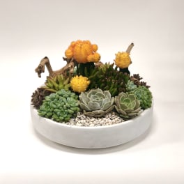 Succulent arrangement in a white bowl with orange cactus blooms