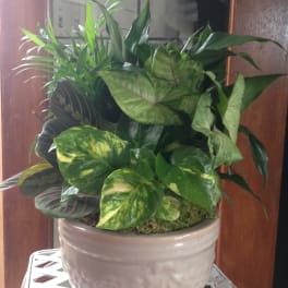 Mixed green houseplants in a ceramic pot
