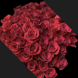 Bouquet of red roses against a black background