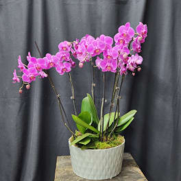 Pink orchid plant in a white textured pot