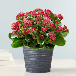 Kalanchoe Plant