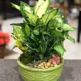 Green potted plant arrangement in a ceramic bowl with decorative stones