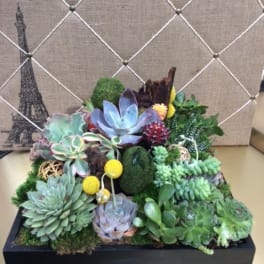 Succulent arrangement in a black rectangular planter