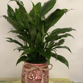 Potted green houseplant in a decorated ceramic pot with a ribbon
