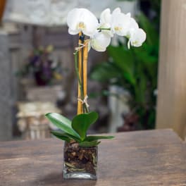 White orchid plant in a square glass vase
