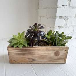 Low wooden planter box filled with assorted green and dark succulents on a white floor.