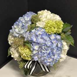 Blue & Cream Hydrangea En Masse