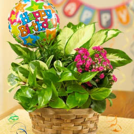 Happy Birthday Blooming Dish Garden