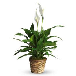Spathiphyllum
