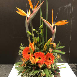 Tall tropical arrangement with orange birds of paradise and gerbera daisies