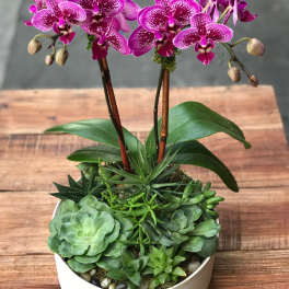 Purple orchids in a white bowl planter with assorted succulents