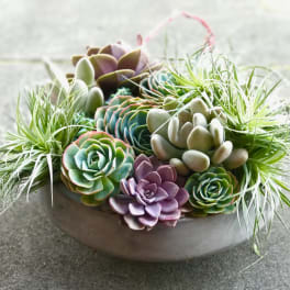 Succulent arrangement in a shallow bowl with air plants