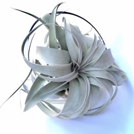 Air plant with silvery curled leaves on a white background