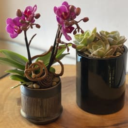 Two potted plants: a pink orchid and a succulent arrangement in black containers