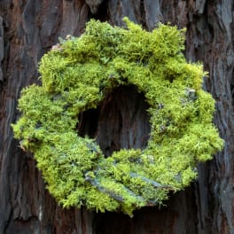 Bright green moss wreath on dark tree bark