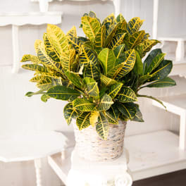 Colorful Croton Plant In Handsome Wicker Basket.