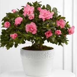The FTD® Vibrant Sympathy™ Planter