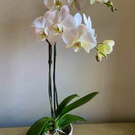 White orchid plant in a decorative pot with broad green leaves