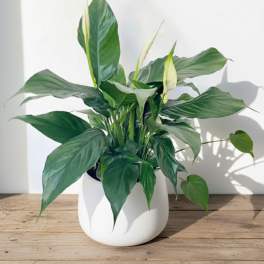 Peace Lily