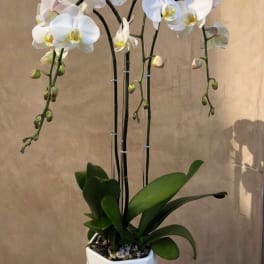 White orchid plant in a white geometric pot