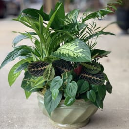 Mixed green houseplant arrangement in a ceramic bowl planter