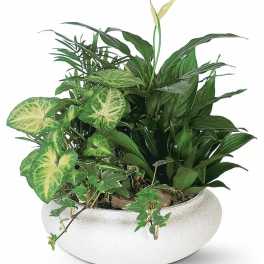 Mixed green houseplants in a white bowl planter