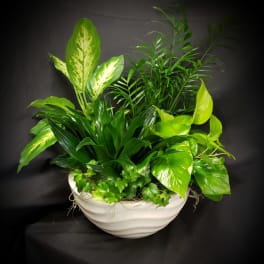 Mixed green houseplants arranged in a white bowl planter