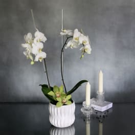 White orchids in a textured white pot beside two candles
