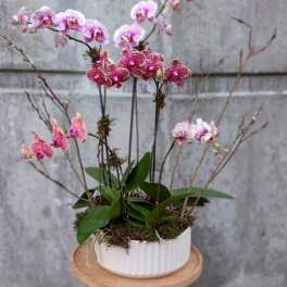 Orchid Bowl