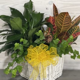 Potted green plants in a white wicker basket with a yellow bow