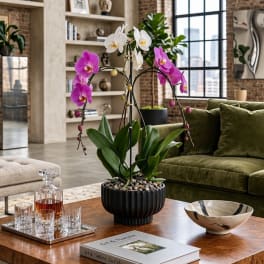 Potted orchid arrangement with white and pink blooms on a table