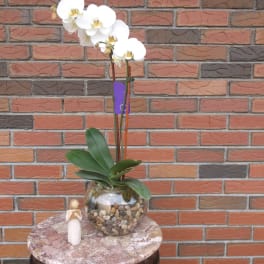 White orchid plant in a glass bowl with pebbles