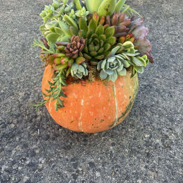 Pumpkin Patch