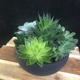 Succulent arrangement in a dark round bowl on a wooden surface