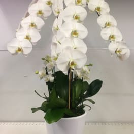 Premium arrangement