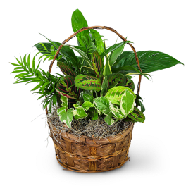 Basket of assorted green houseplants with a woven handle
