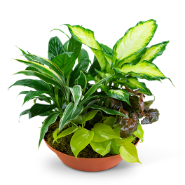 Tropics in Terracotta