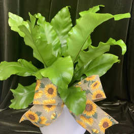 Potted green fern with a sunflower-patterned bow