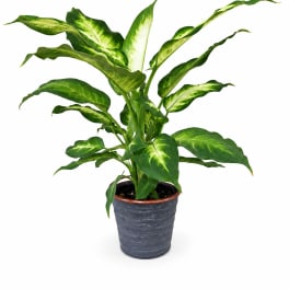 Potted green houseplant with variegated leaves in a dark planter