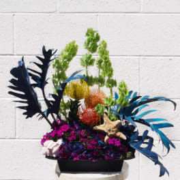 Tropical floral arrangement with blue foliage and colorful pincushion blooms in a black container